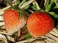 2010-0603-1330_Strawberries_21,8C